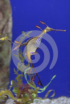 Leafy Seadragon underwater