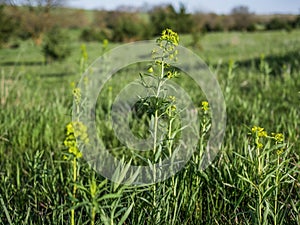 Leafy Spurge sits in a pasture.