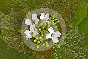 Leafy stem and flowers of garlic mustard