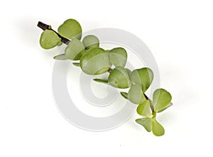 A leafy stem of a lucky jade plant