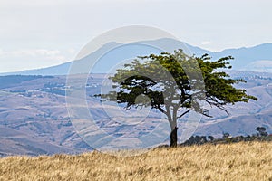 Leafy Thorn Tree Overlooking Hills and Valleys