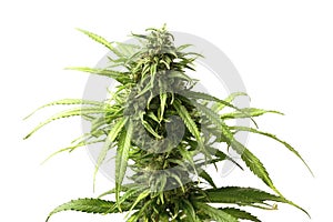 Leafy Top Marijuana Bud on Cannabis Plant by White Background