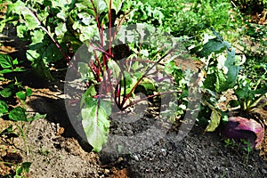 The leafy tops of root vegetables betroot and turnips in a vegetable garden photo