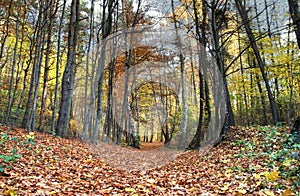 Leafy track in forest