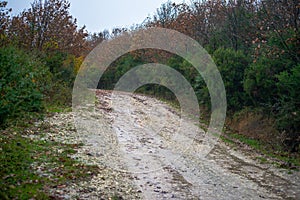 Leafy Tracks: Muddy Road in Nature's Embrace