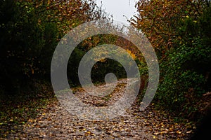 Leafy Tracks: Muddy Road in Nature's Embrace