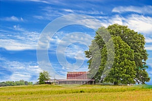 Leafy tree in countryside