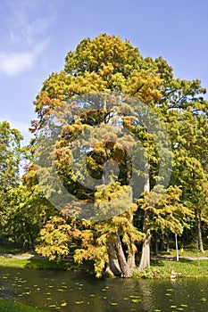 Leafy tree by lake