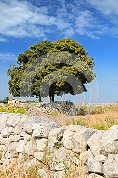 Leafy trees and dry stone wall