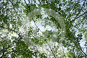 Leafy trees and sky