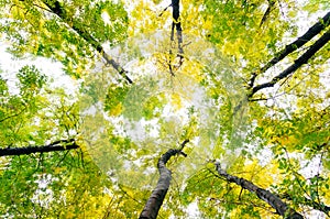 Leafy treetops