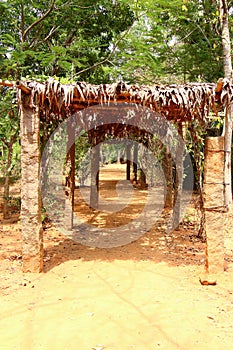 Leafy tunnel. Auroville