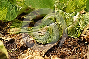 Leafy vegetable disease from bacteria