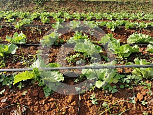 leafy vegetable field cultivation with fertigation system