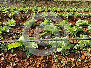 leafy vegetable field cultivation with fertigation system photo