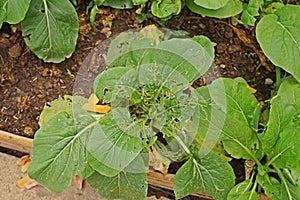 Leafy vegetable leaves` damage from worm