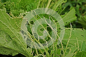 Leafy vegetable leaves` damage from worm