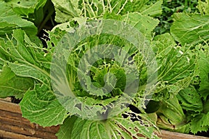 Leafy vegetable leaves` damage from worm