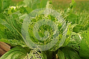 Leafy vegetable leaves` damage from worm