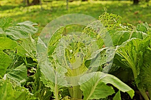 Leafy vegetable leaves` damage from worm