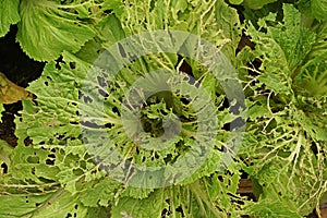 Leafy vegetable leaves` damage from worm