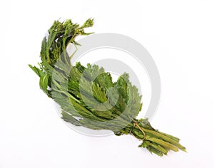 Leafy vegetable - Oil seed Mustard plant. Scientific name - Brassica juncea subsp. juncea.