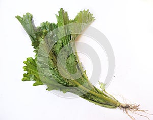Leafy vegetable - Vegetable mustard. Scientific name - Brassica juncea.