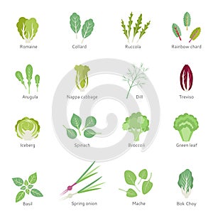 Leafy vegetables vector flat icons set.