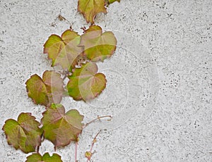 Leafy vine growing up cement wall