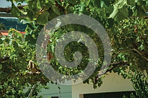 Leafy vines with bunches of grape on courtyard photo