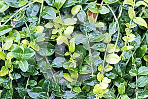 Leafy Vines in Rain