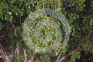 Leafy wallpaper and background Leaves of Frankincense trees used as wallpaper and textured background photo