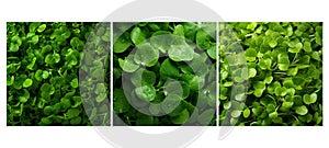 leafy watercress food texture background