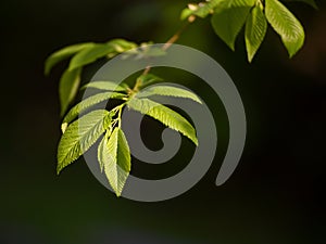 A leafy young twig basked in the early spring sun.