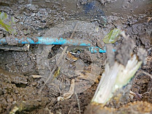 Leaked underground PVC, polyvinyl chloride, water pipe, caused / pushed broken by big tree root, was dug out from the ground