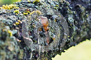 Leaking bright orange color drops of cherry tree injured branch, resin on a dark and moss  tree bark background