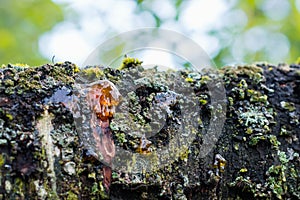 Leaking bright orange color drops of cherry tree injured branch, resin on a dark and moss  tree bark background