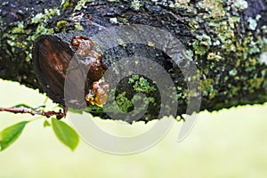 Leaking bright orange color drops of cherry tree injured branch, resin on a dark and moss  tree bark background