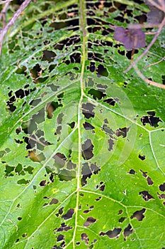 Leaky Green Leaf Damaged