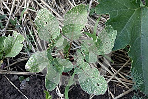 Leaky radish leaves affected by leaf beetle or cruciferous flea. Phyllotreta cruciferae plants pests photo