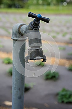 Leaky water faucet in garden with water drops
