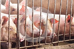 Lean hogs in a farm, closeup