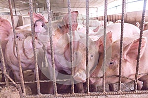 Lean hogs in a farm, closeup