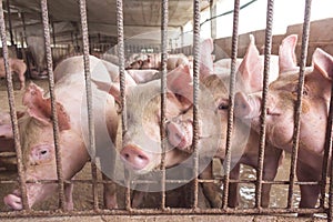 Lean hogs in a farm, closeup