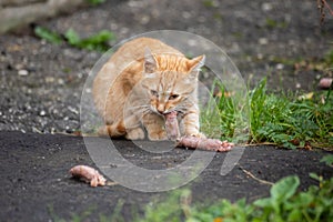 lean stray red cat eats meat