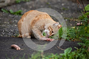 lean stray red cat eats meat