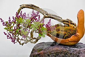 Leaning Bonsai Tree with Purple Flowers