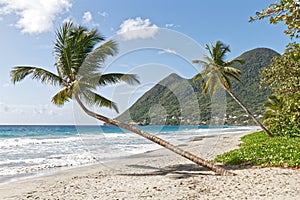 Leaning coconut tree on Diamant beach - Martinique