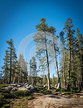 Leaning Evergreens from Mountain Windstorm