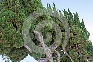 Leaning green trees with blue sky